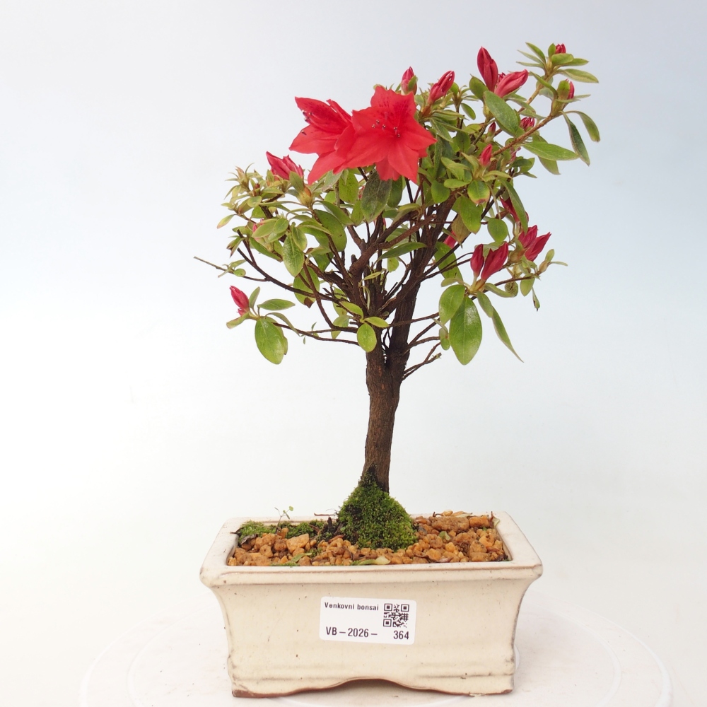 Bonsai da esterno - Azalea giapponese - Azalea sp.