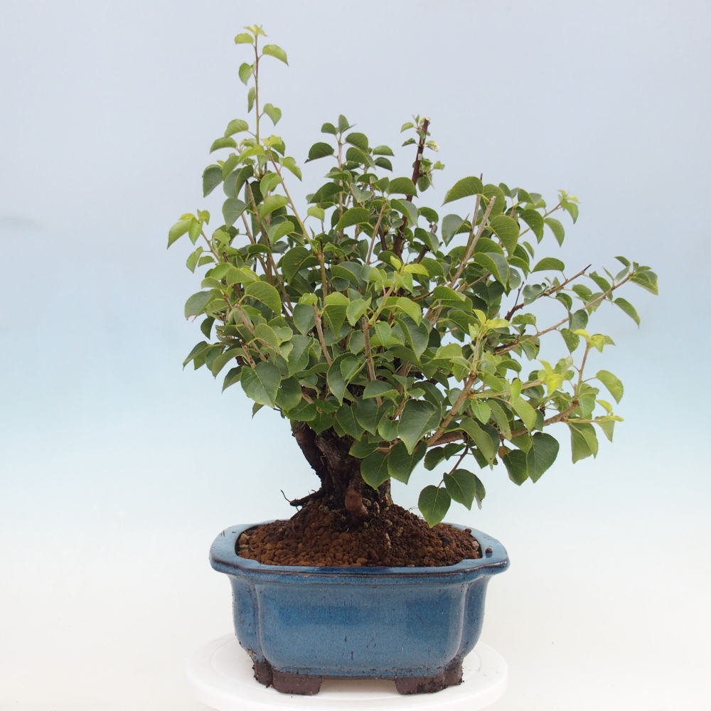 Bonsai da esterno - Mahalebka - Prunus mahaleb