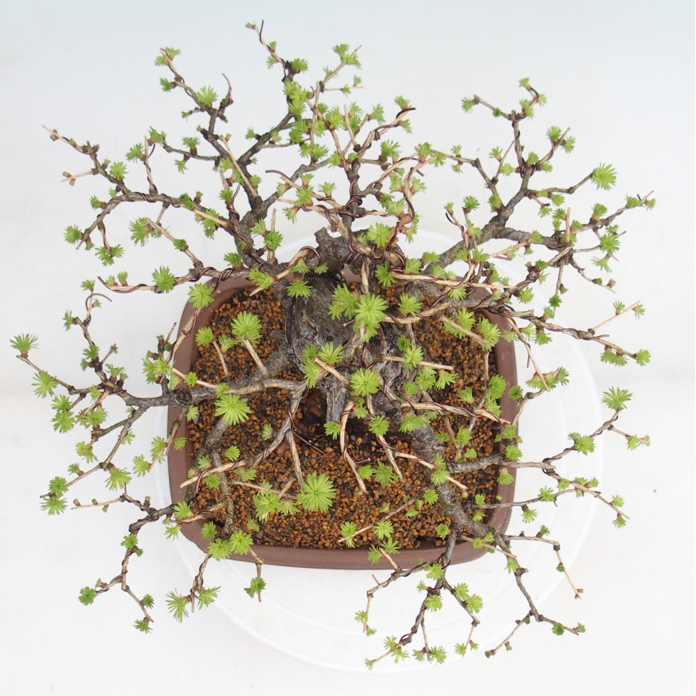 Bonsai da esterno -Larix decidua - Larice