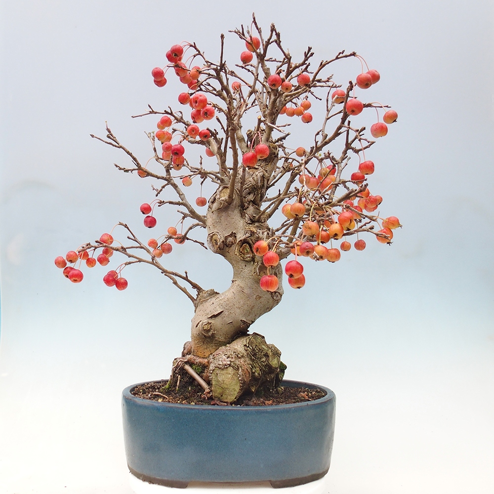 Bonsai da esterno -Malus halliana - Melo a frutto piccolo