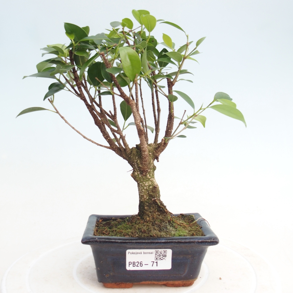 Camera bonsai Ficus retusa kimmen