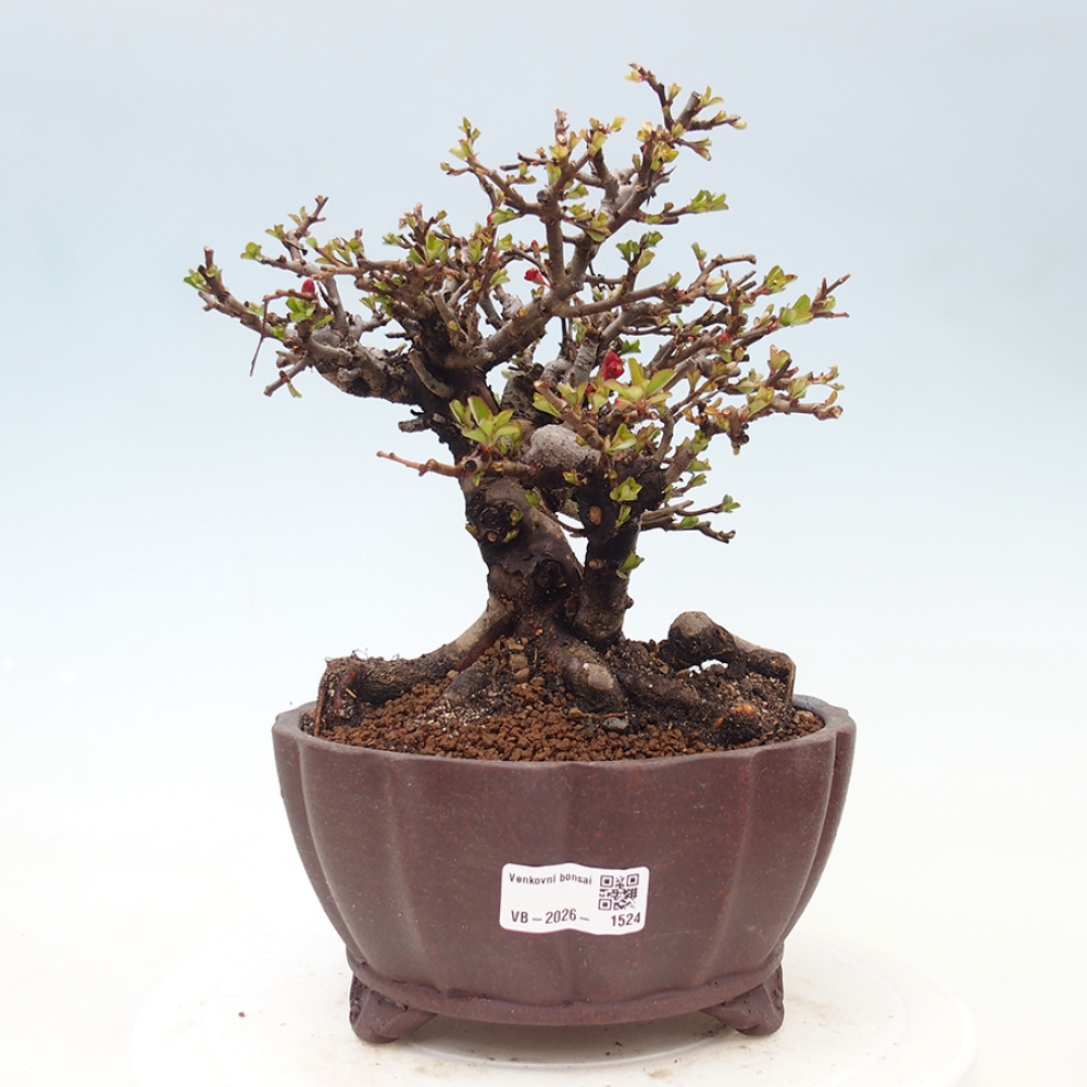 Bonsai da esterno - Chaneomeles speciosa - Cotogno
