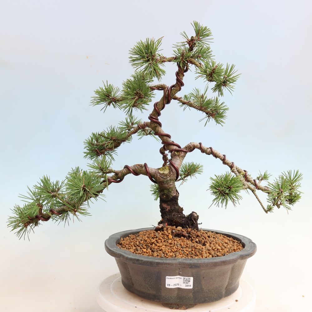 Bonsai da esterno - Pinus mugo Humpy  - Pino mugo