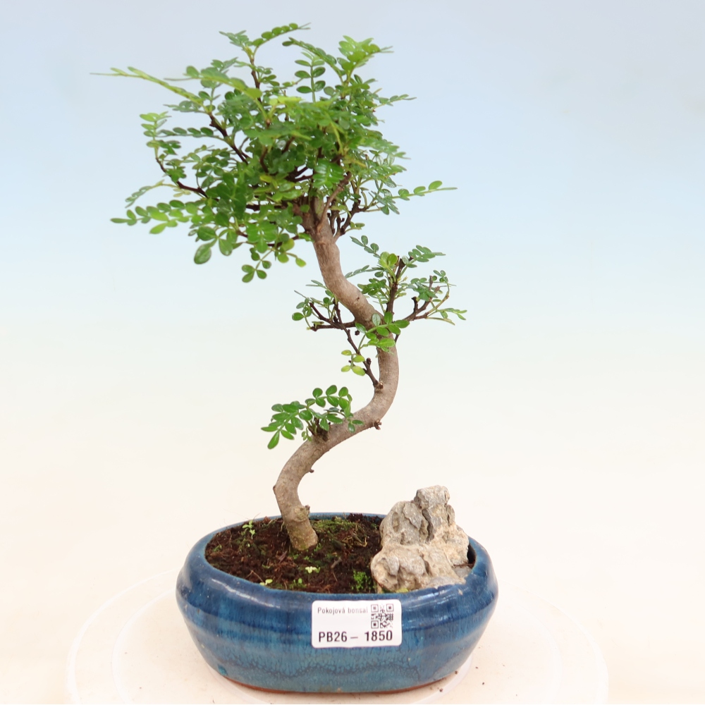Camera bonsai - Zantoxylum piperitum - albero del pepe