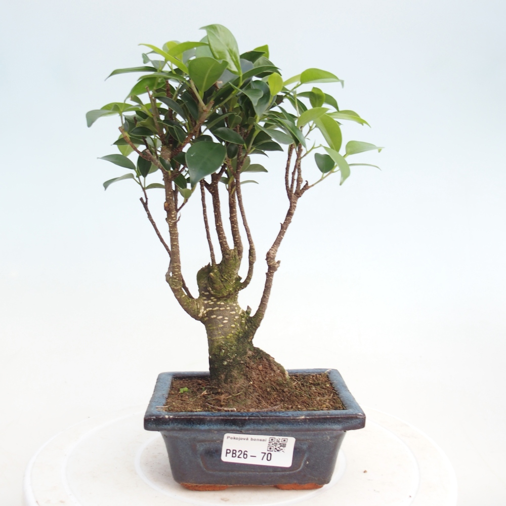 Camera bonsai Ficus retusa kimmen