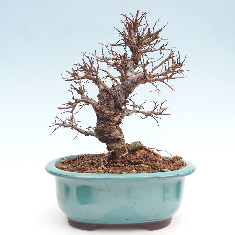 Bonsai da esterno - Zelkova - Zelkova NIRE