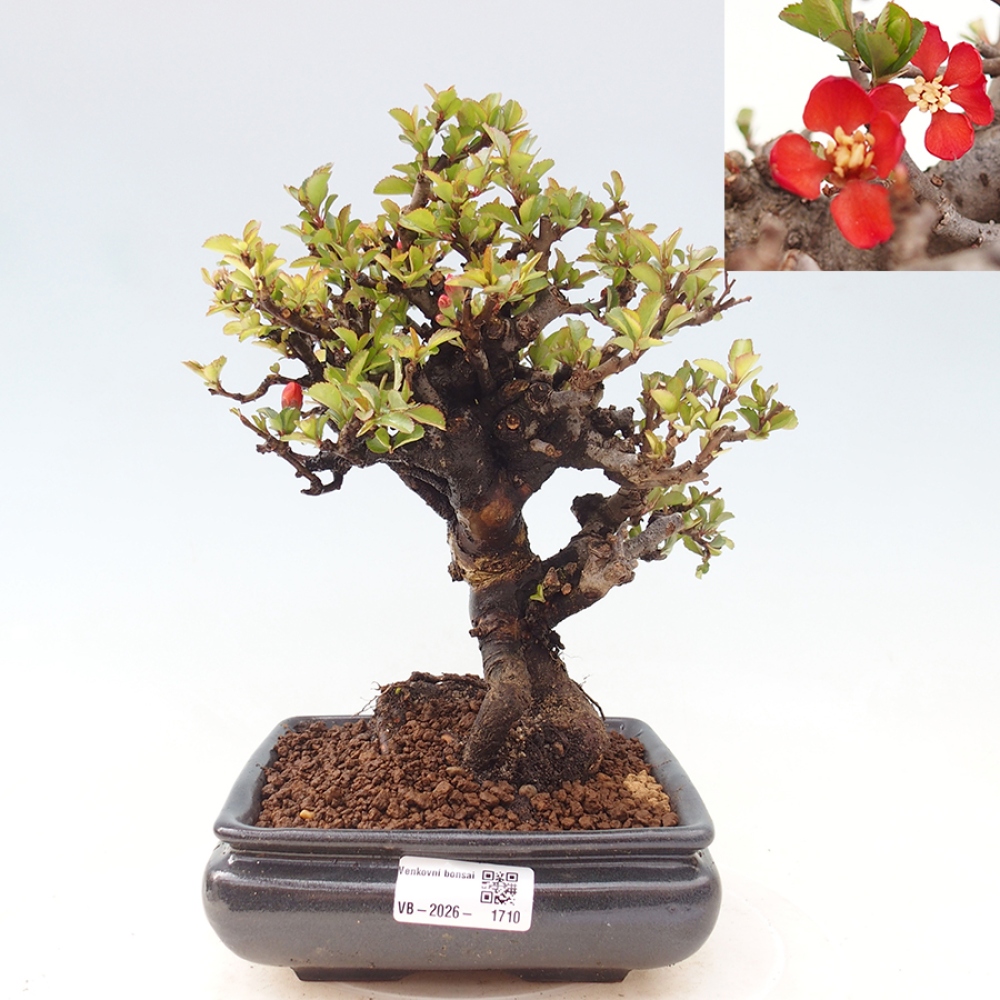Bonsai da esterno - Chaneomeles speciosa - Cotogno