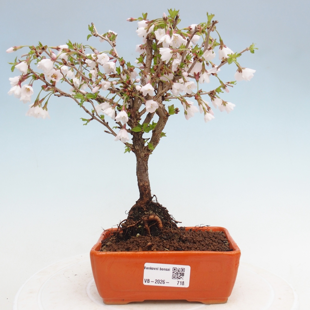 Bonsai da esterno - Prunus incisa Kojou-no mai-Plivon ritagliato