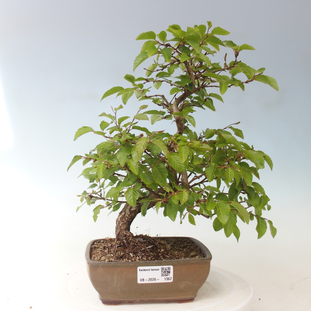 Bonsai da esterno -Carpinus CARPINOIDES - Carpino coreano