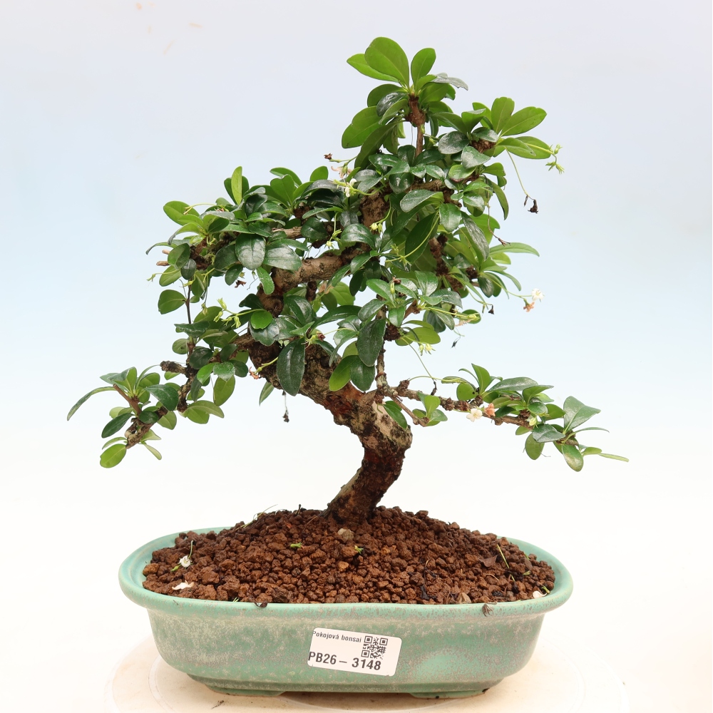 Camera bonsai - Carmona macrophylla - Tea fuki