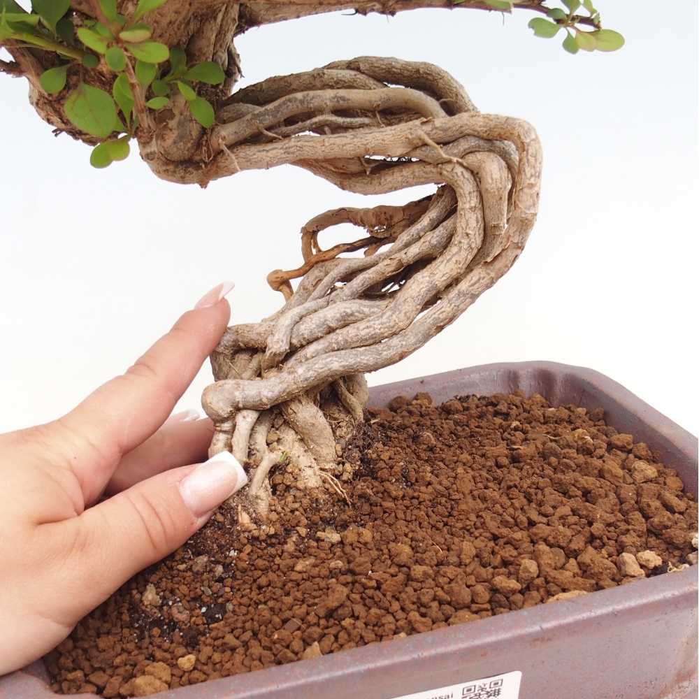 Bonsai da esterno - Berberis coreana