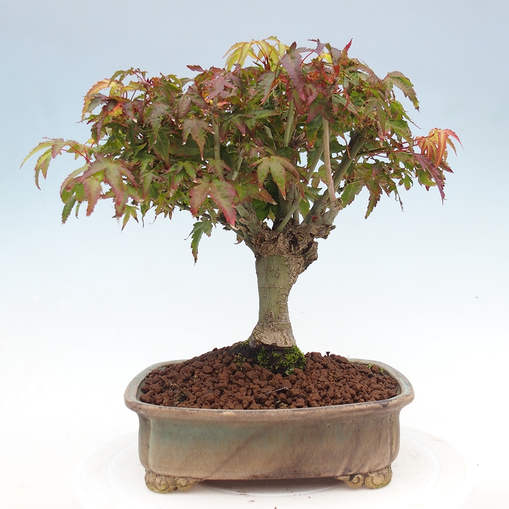 Acer palmatum KIOHIME - Acero palmato