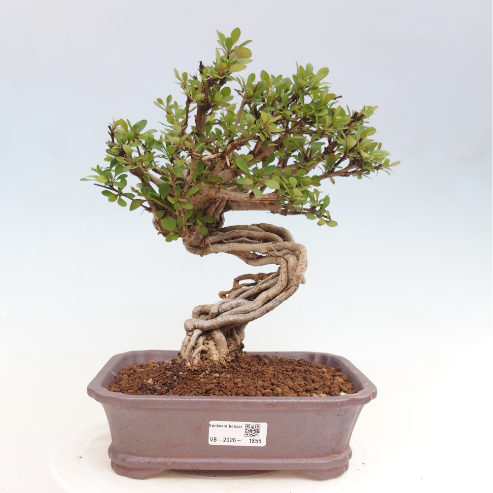 Bonsai da esterno - Berberis coreana