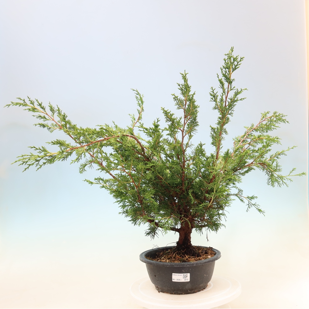 Bonsai da esterno - Juniperus chinensis Itoigawa
