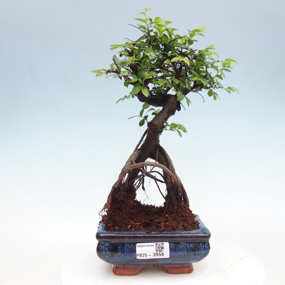 Camera bonsai - Ulmus parvifolia - Olmo a foglie piccole