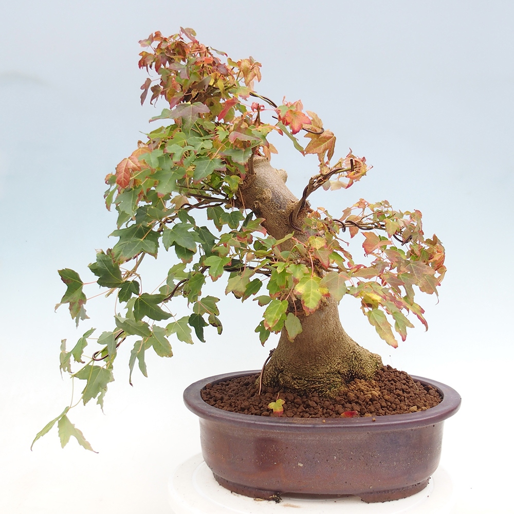 Bonsai da esterno - Acer Buergerianum - Acero di Burger