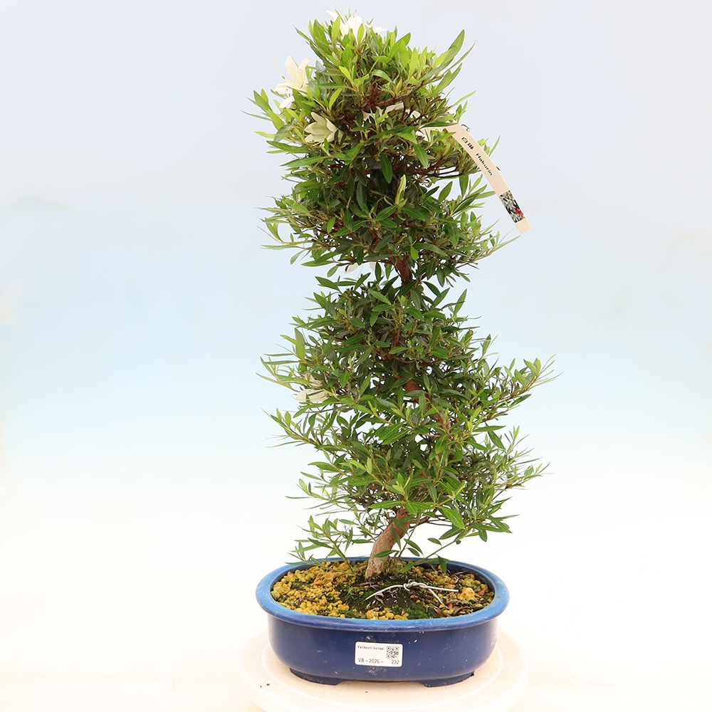 Bonsai da esterno - Azalea giapponese - Azalea Hakurin