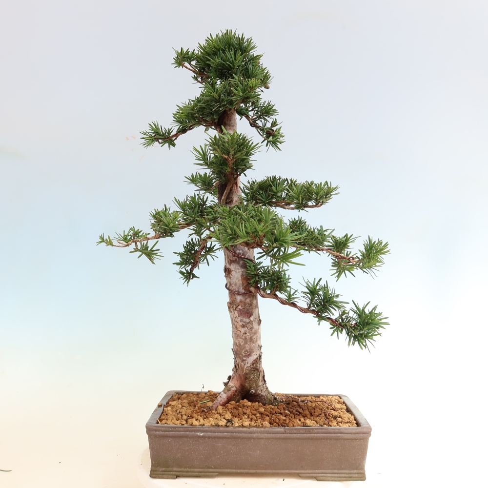 Bonsai da esterno - Taxus cuspidata - Tasso giapponese