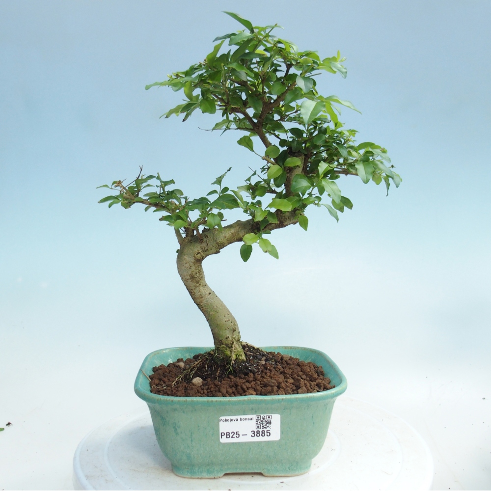 Camera bonsai -Ligustrum chinensis - Becco d'uccello