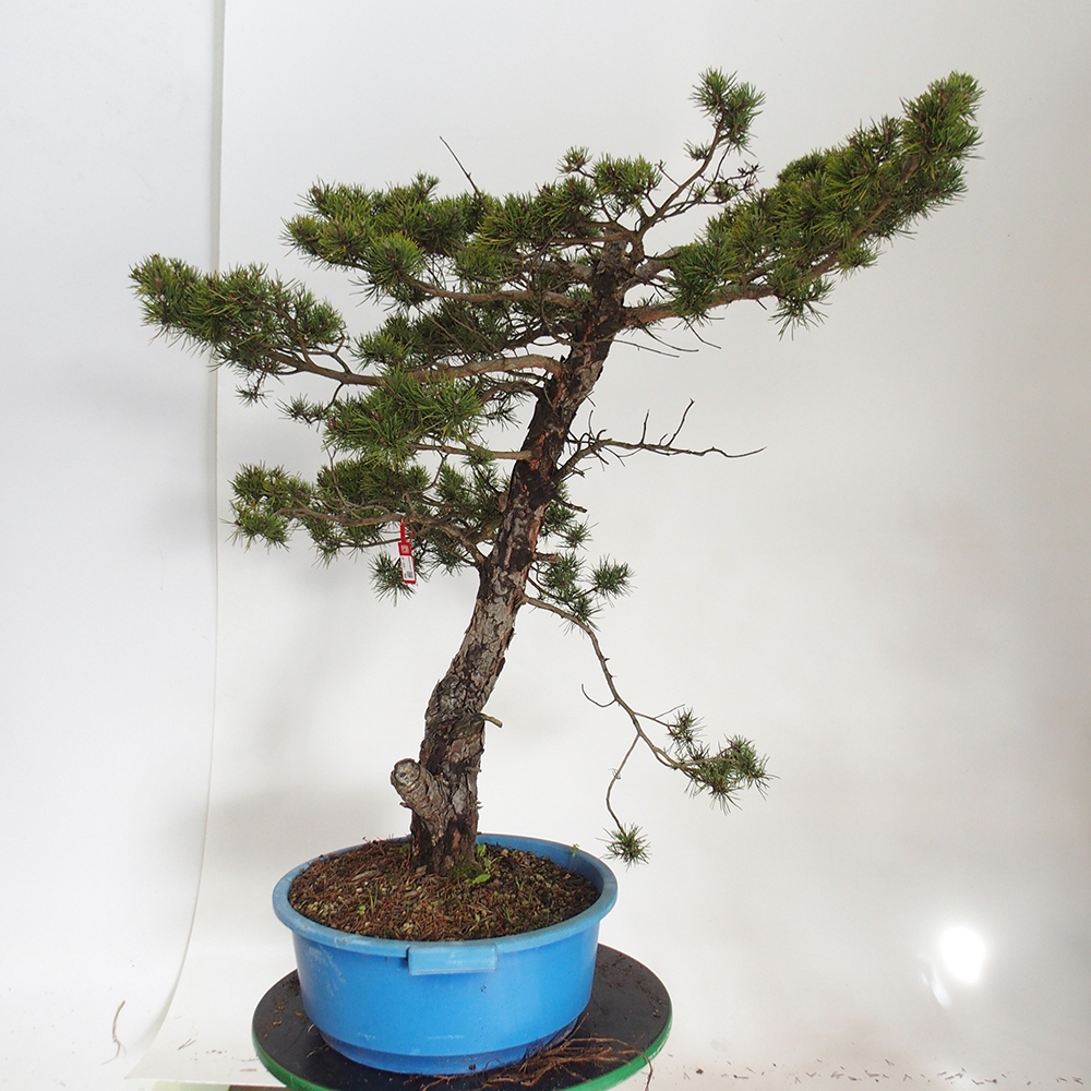 Yamadori - Pinus sylvestris Spagna