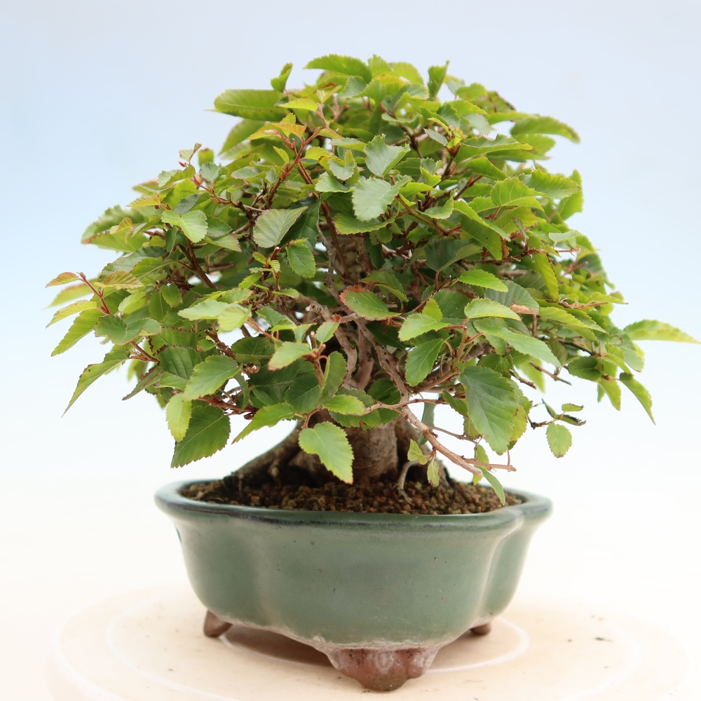 Bonsai da esterno -Carpinus Coreana - Carpino coreano