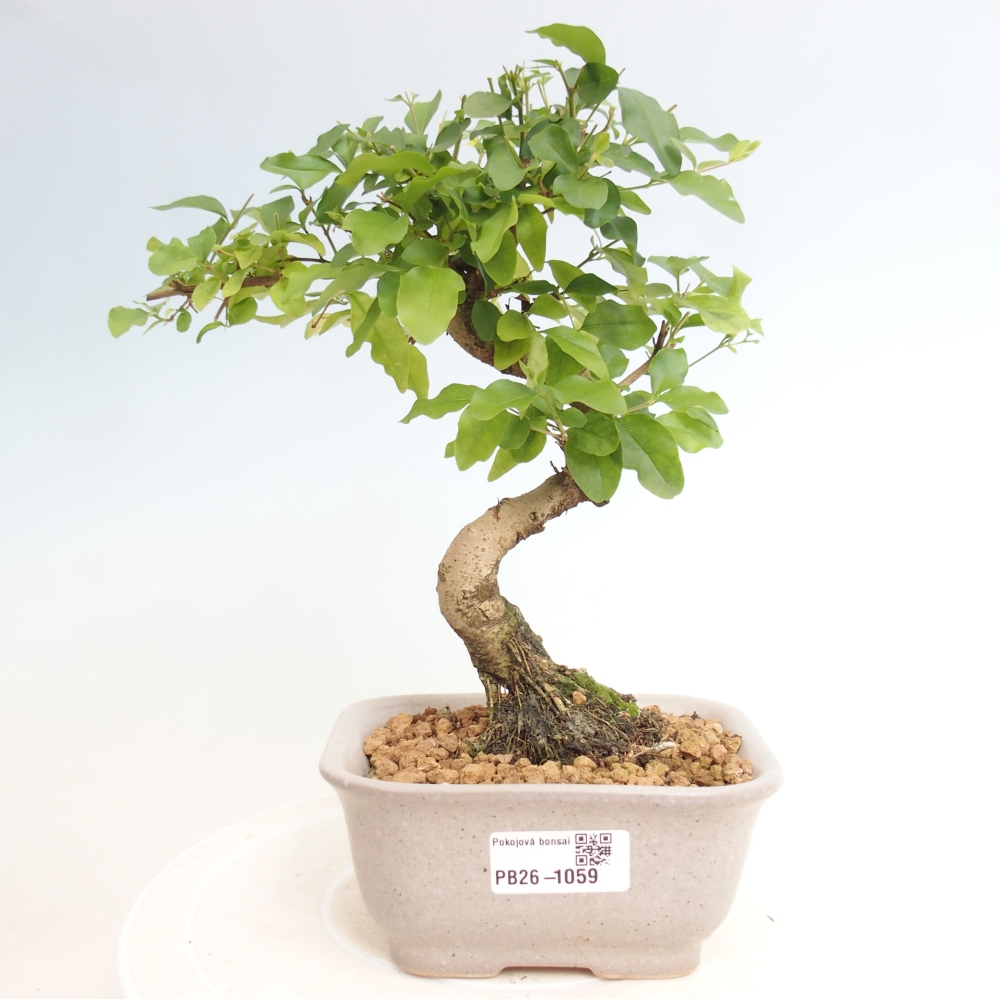 Camera bonsai -Ligustrum chinensis - Becco d'uccello