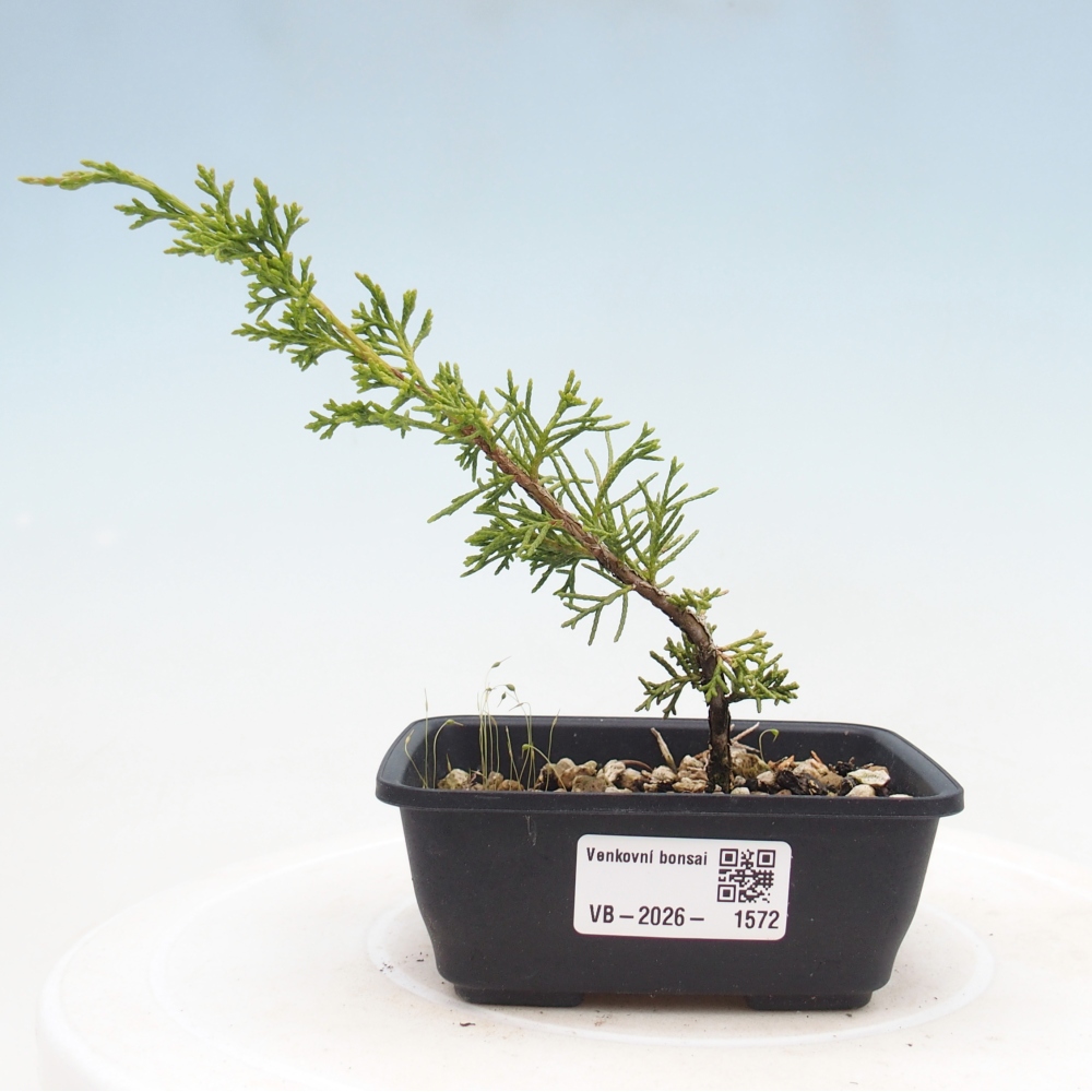 Bonsai da esterno - Juniperus chinensis Itoigawa