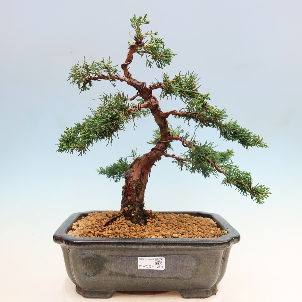 Bonsai da esterno - Juniperus chinensis Kishu