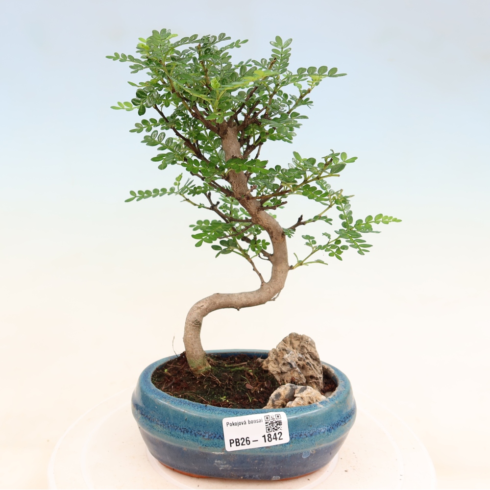 Camera bonsai - Zantoxylum piperitum - albero del pepe