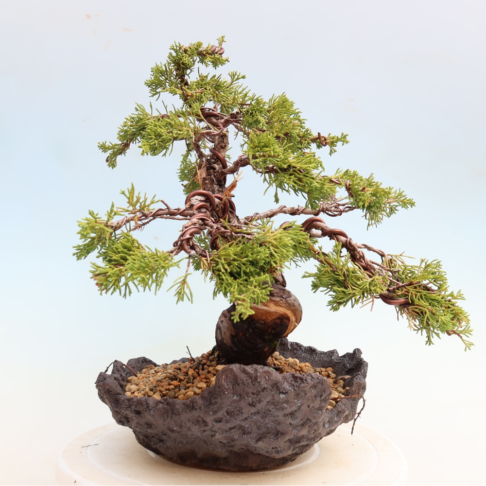 Bonsai da esterno - Juniperus chinensis Itoigawa-Juniperus chinensis