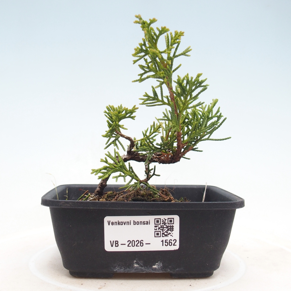 Bonsai da esterno - Juniperus chinensis Itoigawa