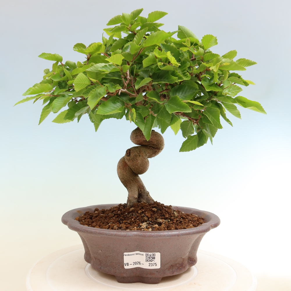 Bonsai da esterno -Carpinus Coreana - Carpino coreano