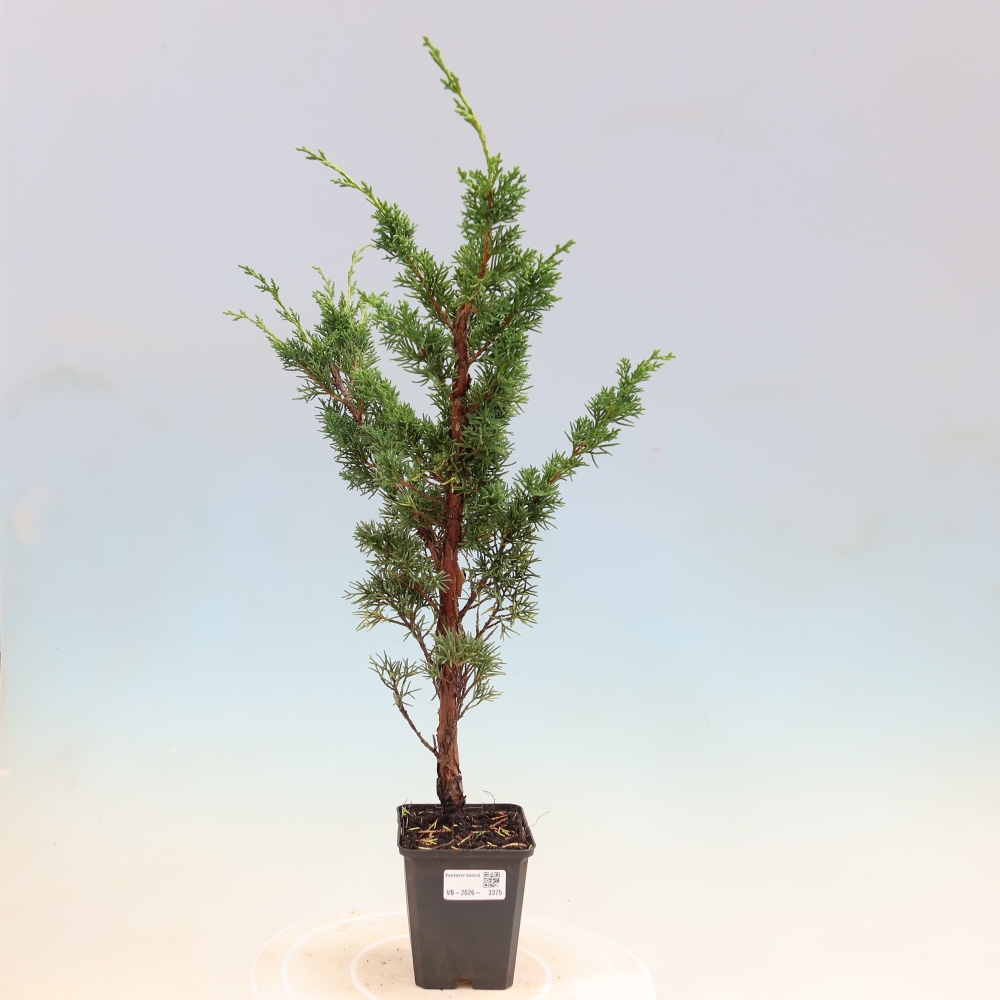 Bonsai da esterno - Juniperus chinensis Kishu