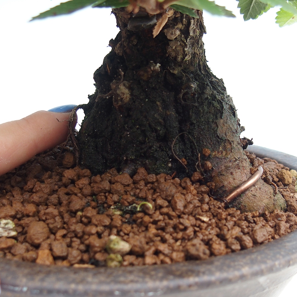 Bonsai da esterno - Zelkova - Zelkova NIRE