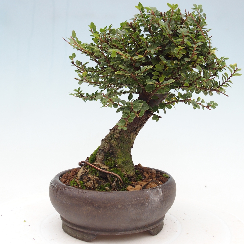 Bonsai da esterno - Ulmus parvifolia Hokkaido - Olmo cinese