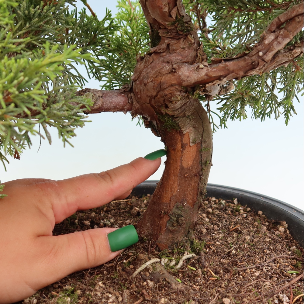 Bonsai da esterno - Juniperus chinensis Itoigawa-Juniperus chinensis