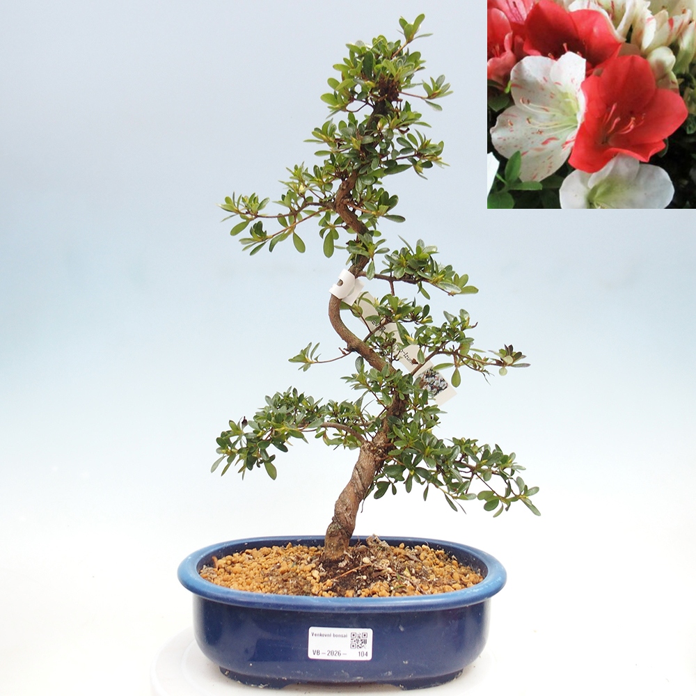 Bonsai da esterno - Azalea giapponese - Azalea Asahi-no-izumi