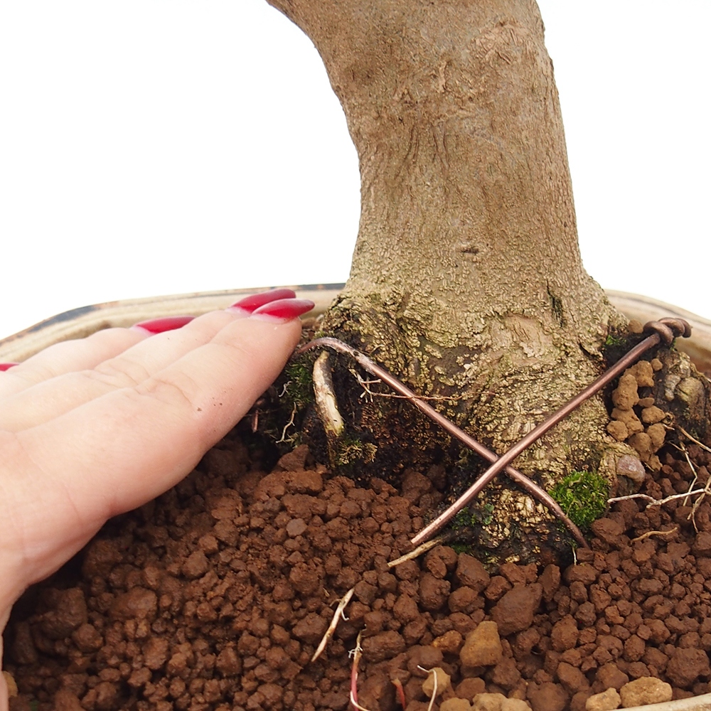 Bonsai da esterno - Acer Buergerianum - Acero di Burger