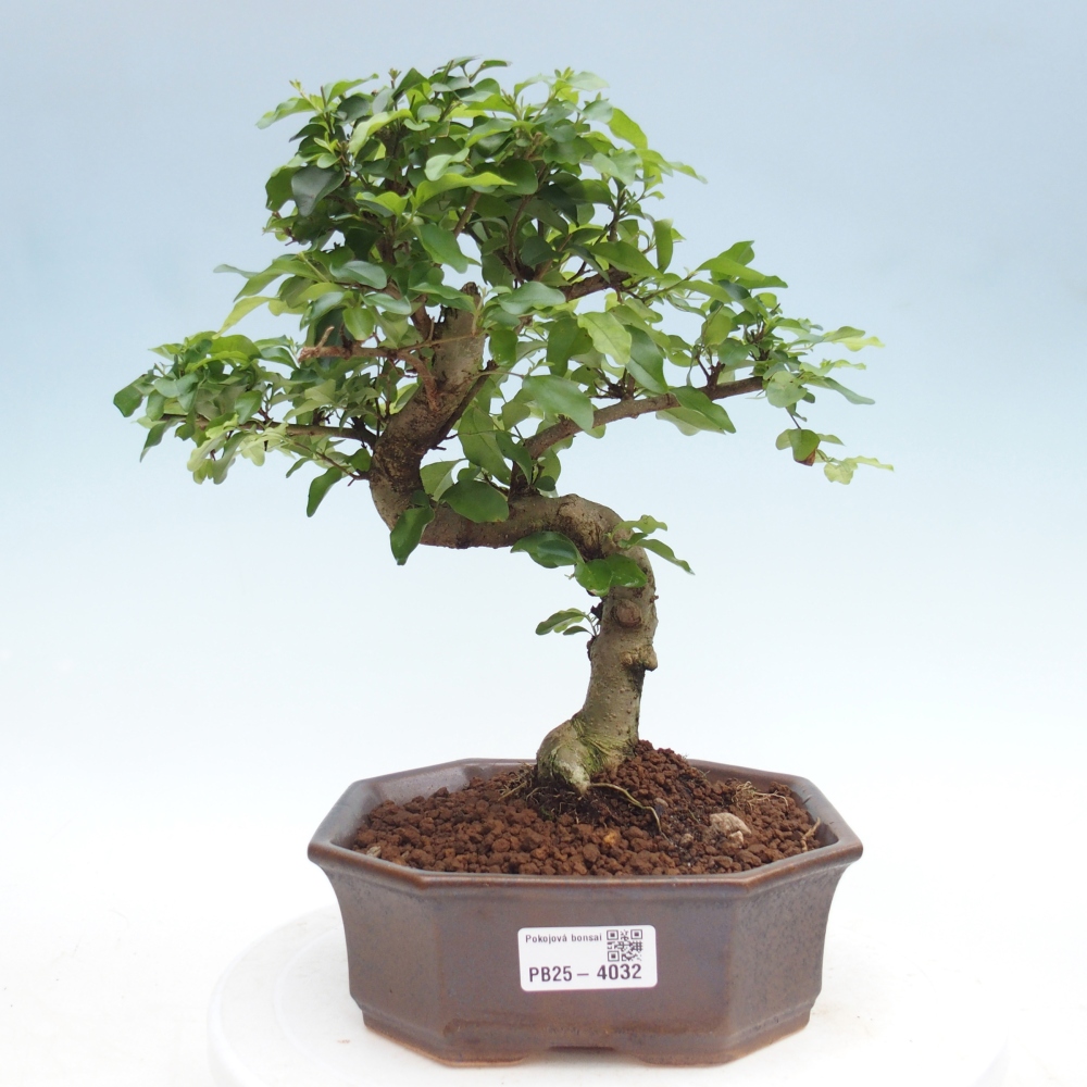 Camera bonsai -Ligustrum chinensis - Becco d'uccello