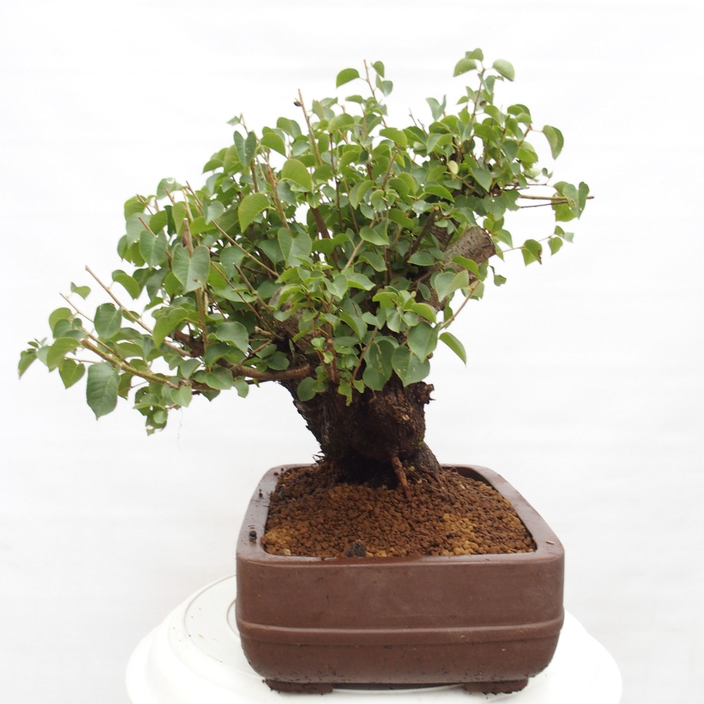 Bonsai da esterno - Mahalebka - Prunus mahaleb