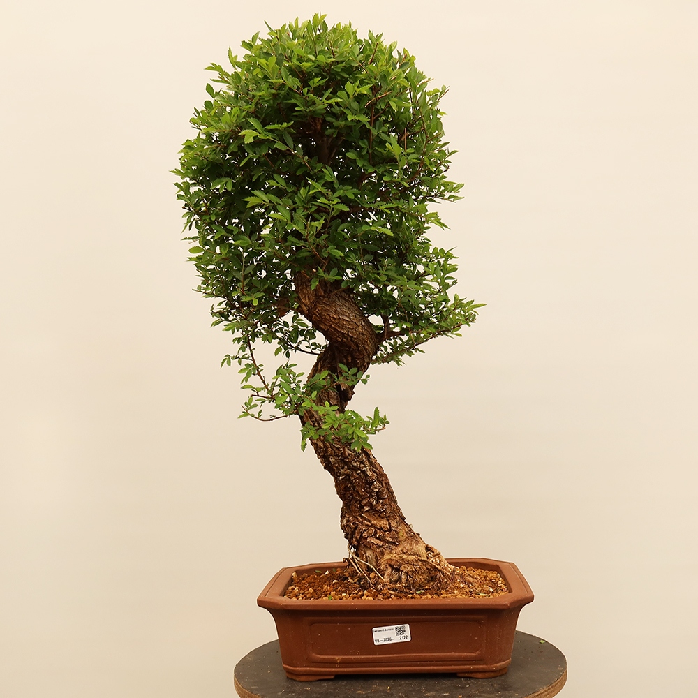 Bonsai da esterno - Zelkova - Zelkova NIRE