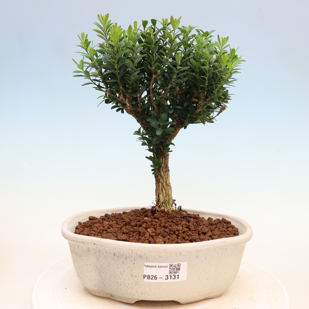 Camera bonsai - Buxus harlandii - buxus da sughero
