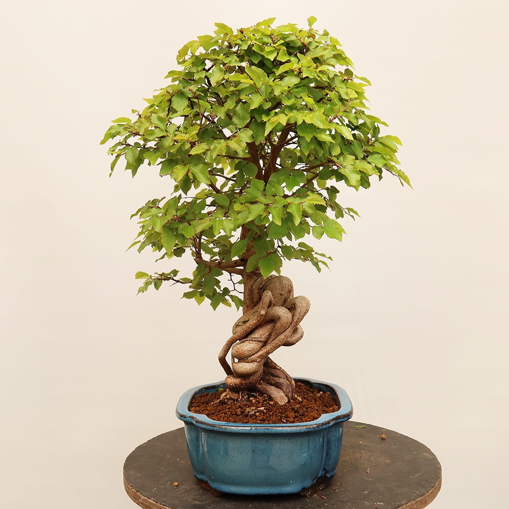 Bonsai da esterno -Carpinus Coreana - Carpino coreano