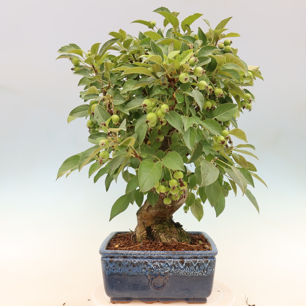 Bonsai da esterno -Malus halliana - Melo a frutto piccolo
