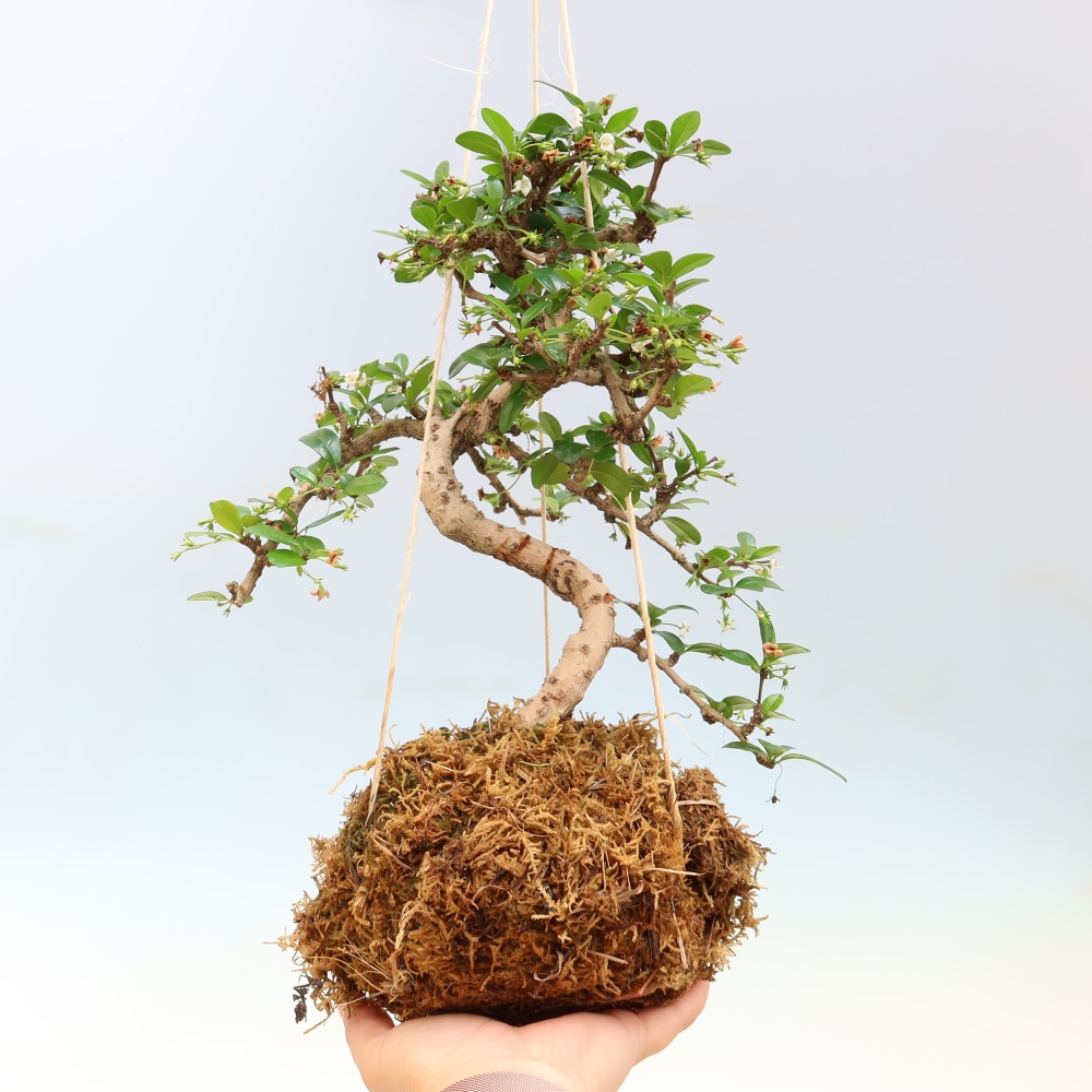 Kokedama in ceramica - Tea-fuki - Carmona macrophylla