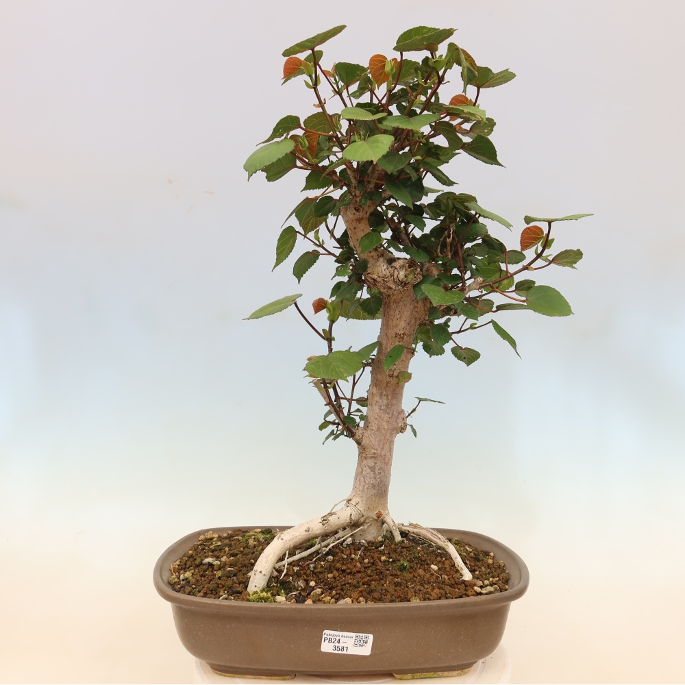 Bonsai da interno - Hibiscus tiliaceus - Ibisco marino