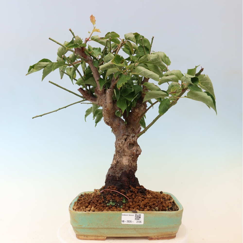 Bonsai da esterno - Albicocco giapponese - Prunus Mume