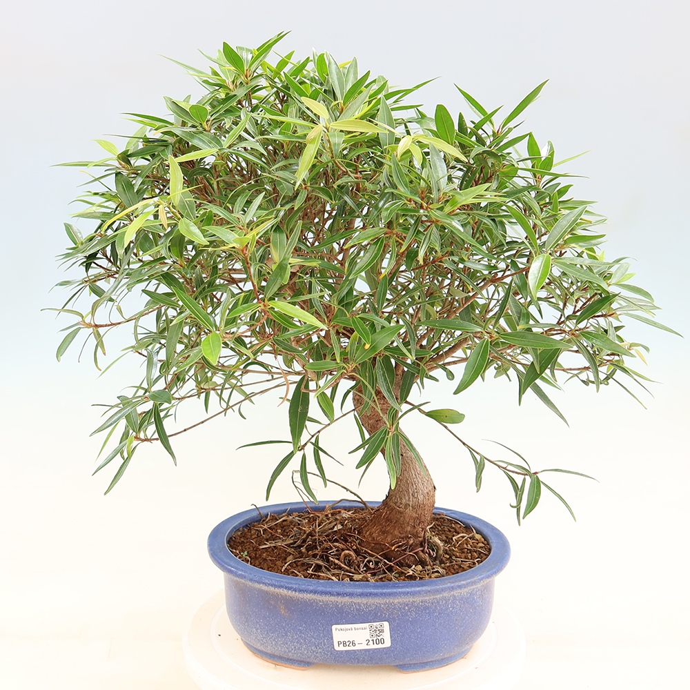 Camera bonsai - Ficus nerifolia - ficus a foglie piccole