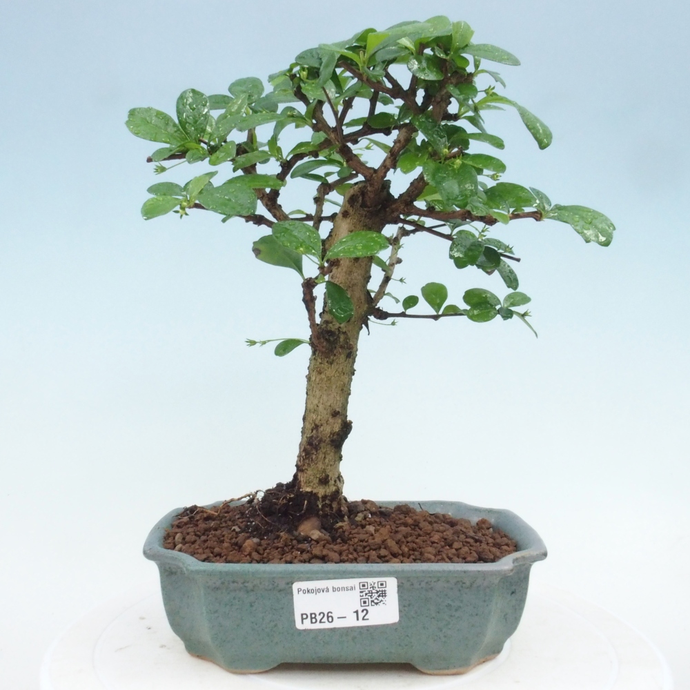 Camera bonsai - Carmona macrophylla - Tea fuki