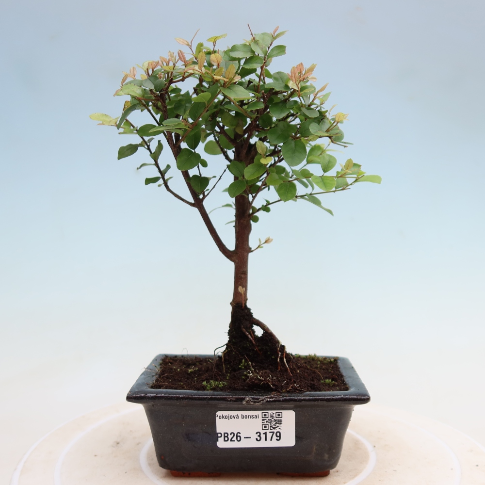 Camera bonsai - Sageretia thea - Sageretia thea